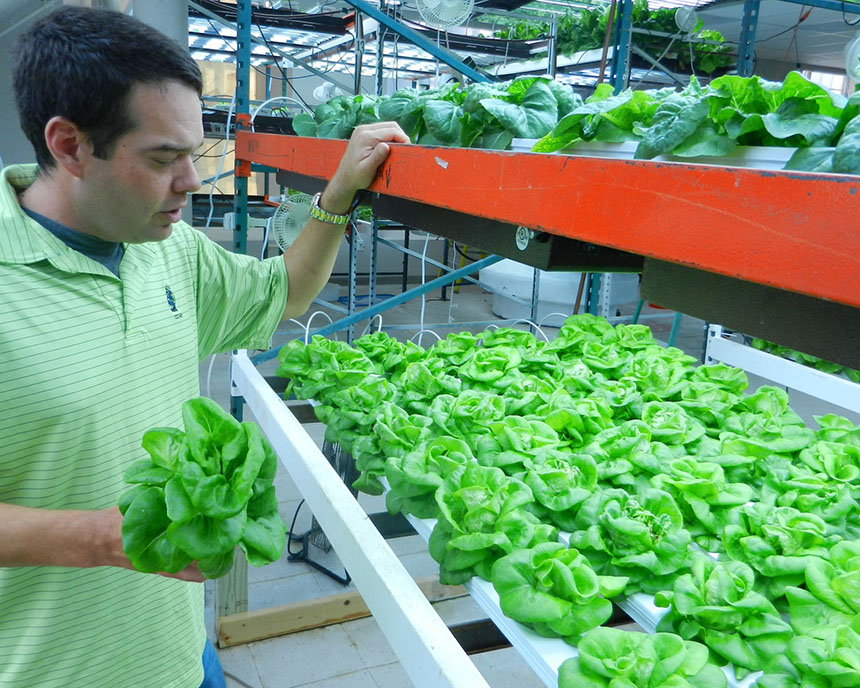 Man holding hydroponic lettuce