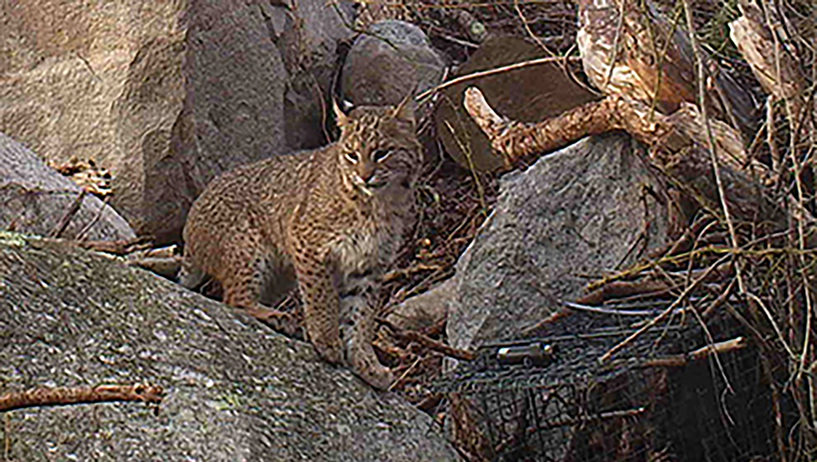 R.I. Researchers Track Bobcats to Assess Habitat Use - ecoRI News