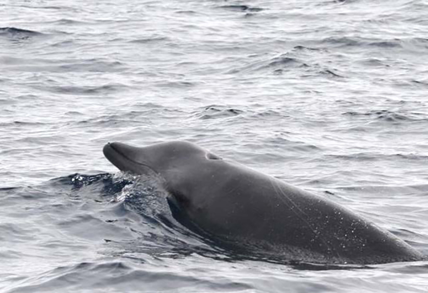 It's True: Rare Beaked Whales Make Supersonic Sounds - ecoRI News
