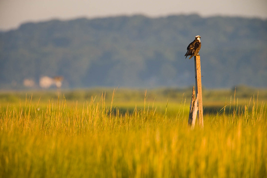 An osprey sits on a pole 