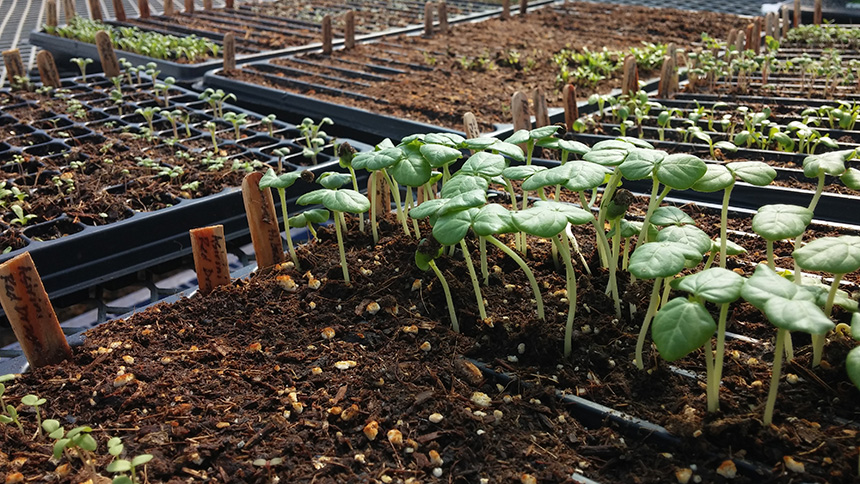 Seedlings in City Farm greenhouse