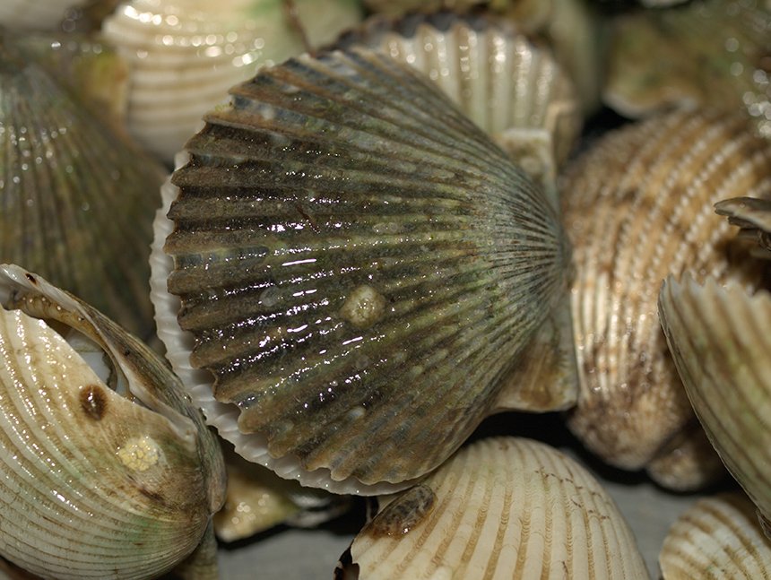 Scientists, Shellfishermen Seek Strategies to Sustain Ocean