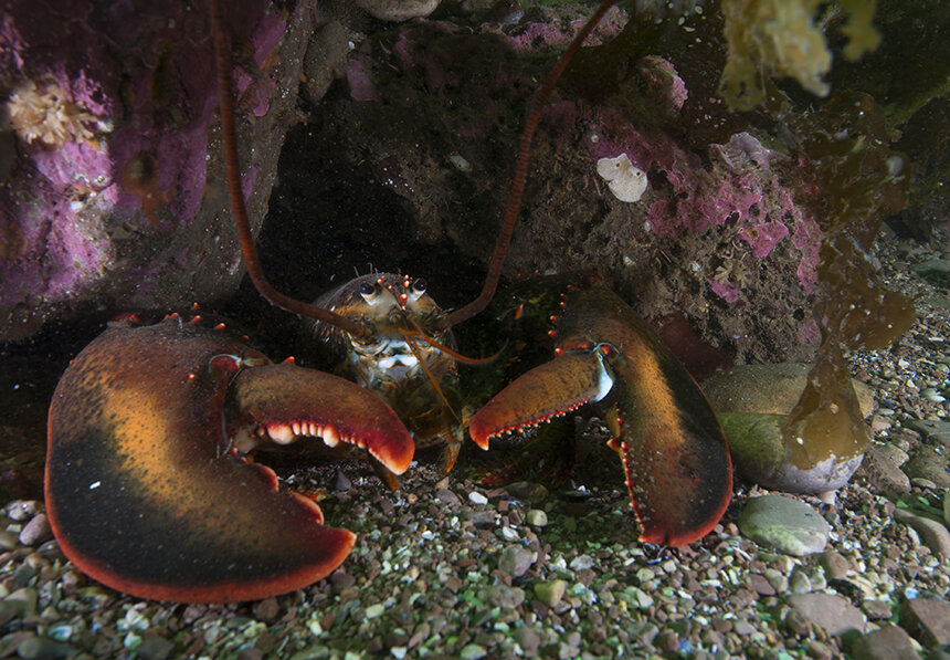 Lobster in an underwater cave