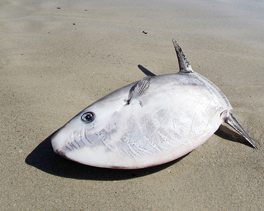 Giant Bony Fish Being Found Stranded on N.E. Beaches - ecoRI News