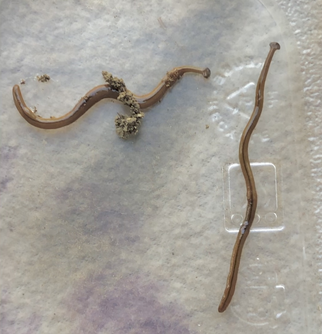 Invasive, Toxic Hammerhead Worms Found in Rhode Island - ecoRI News