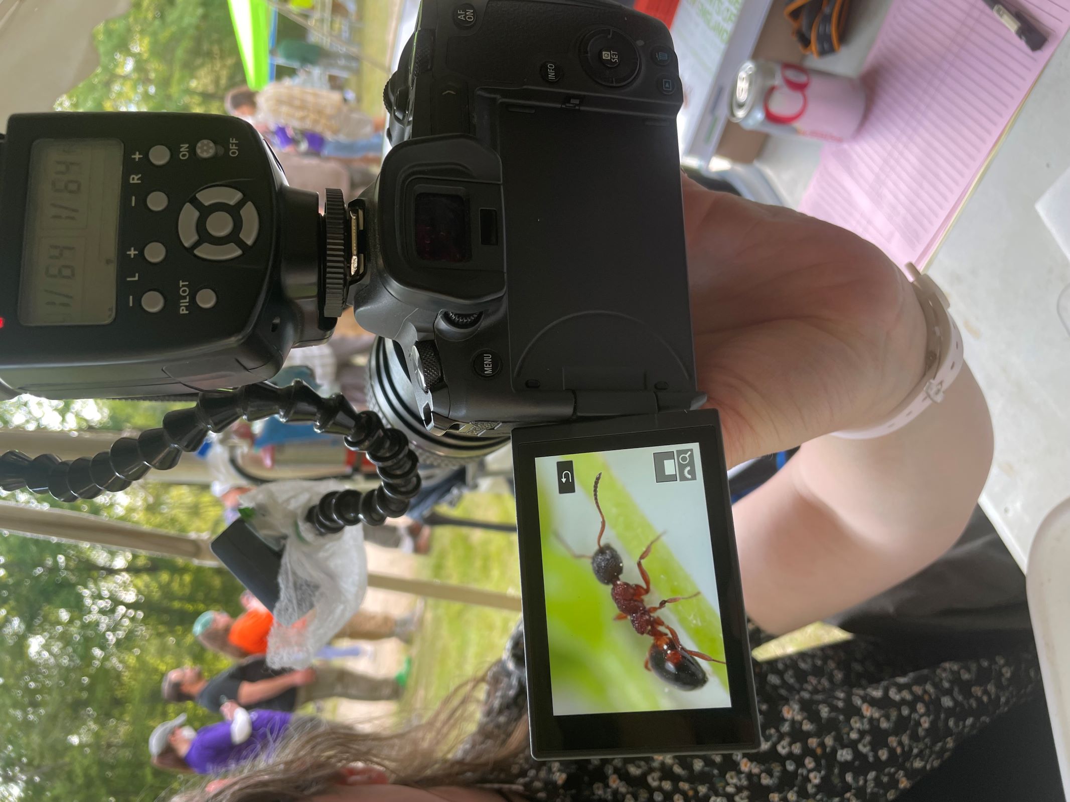 a digital camera displays a photo of a ant