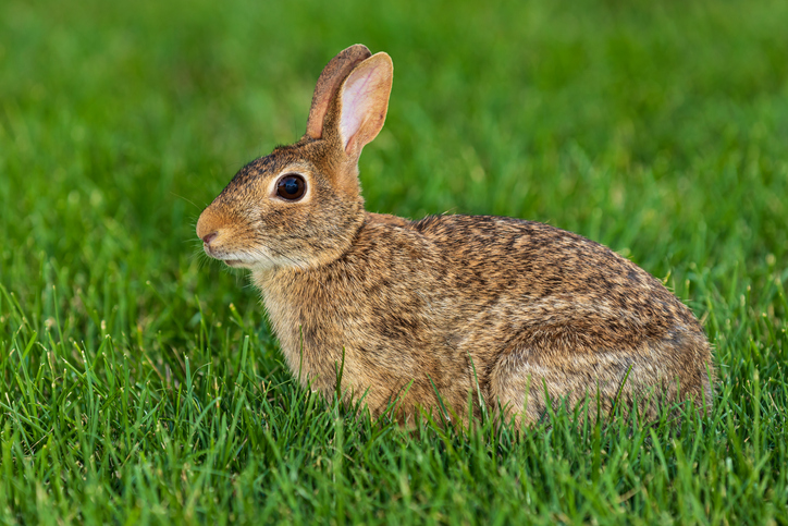 a brown rabbit