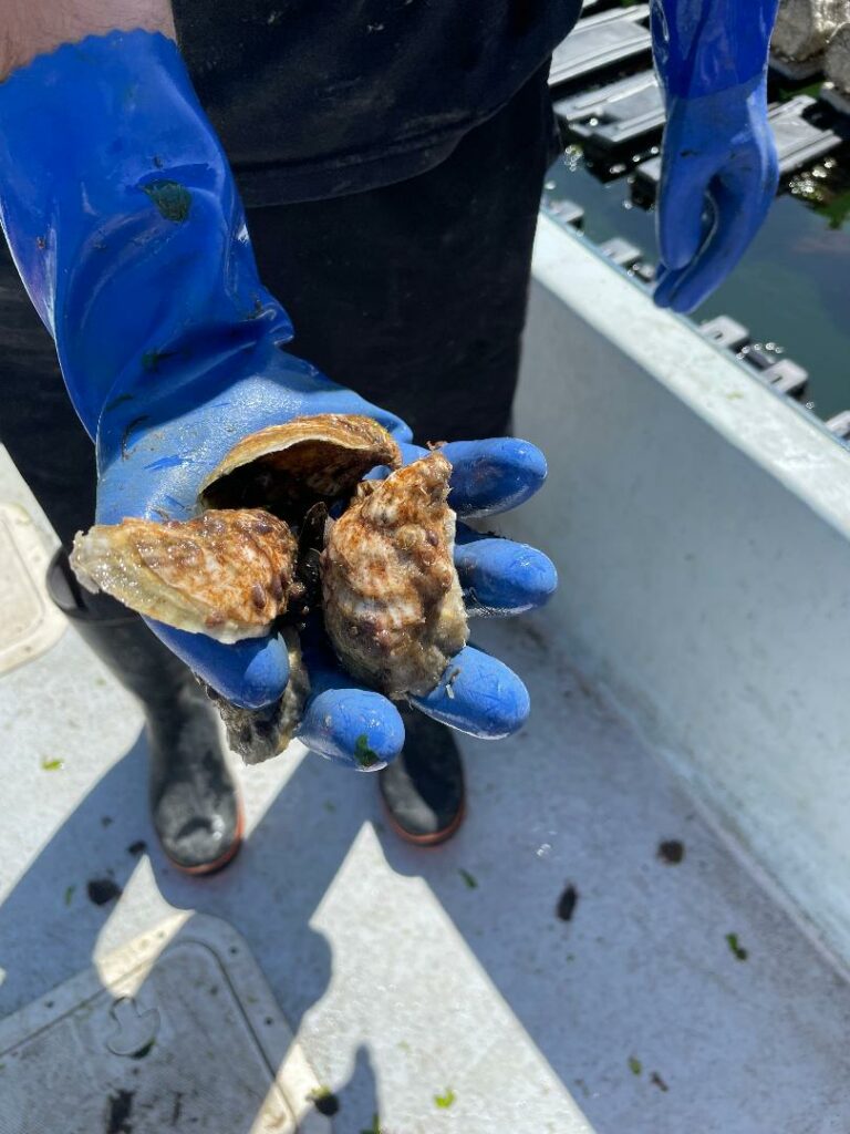 a blue-gloved hand holding oysters