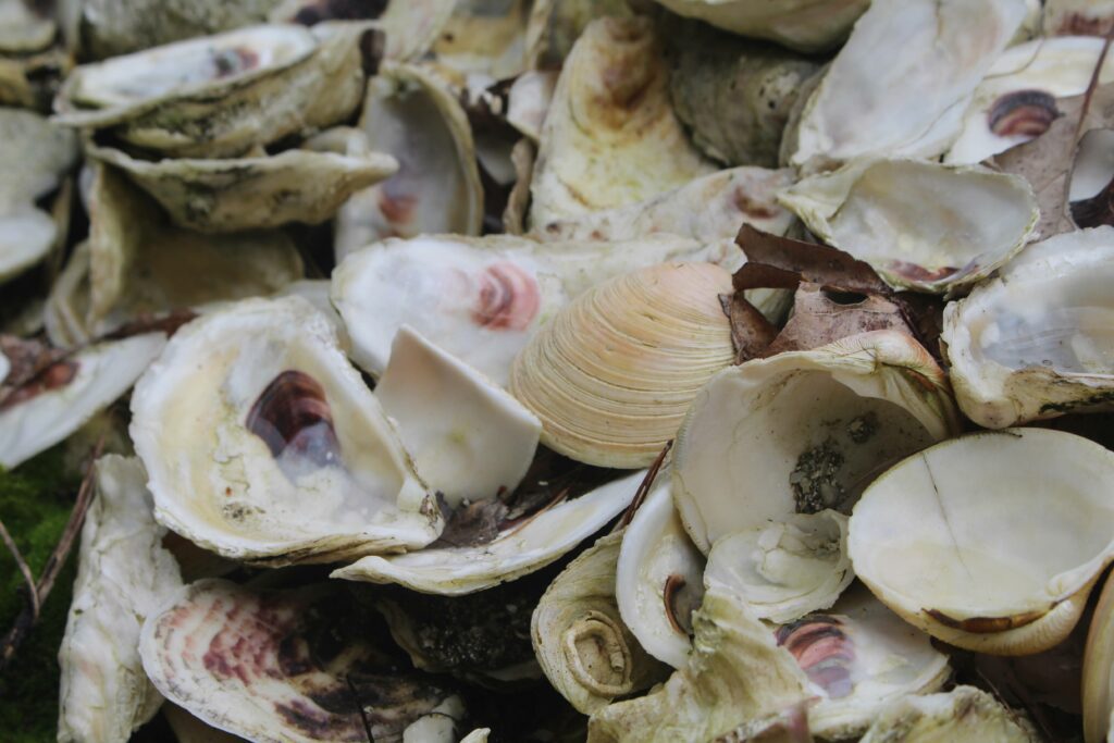 closeup of seafood shells