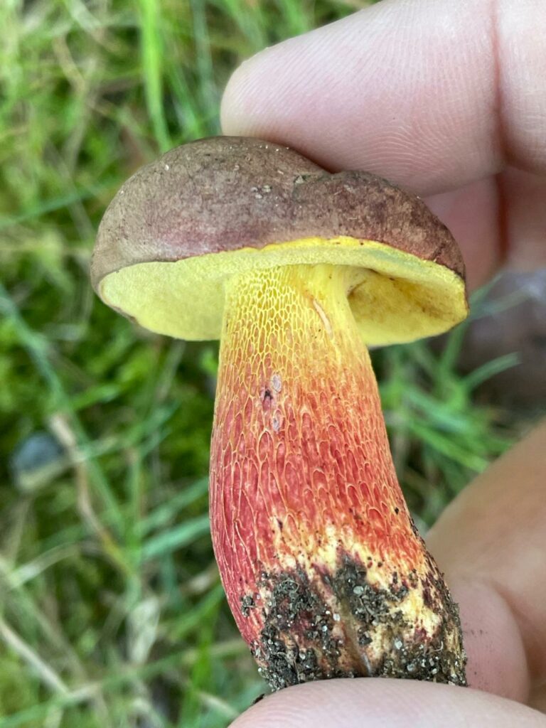 a bright yellow and red mushroom