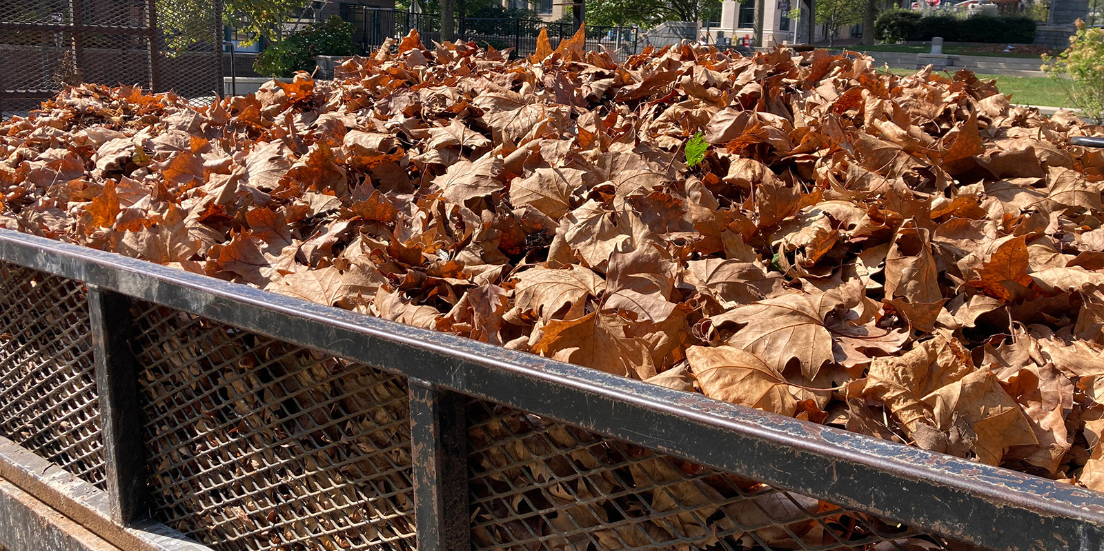 Leaf it alone! How keeping leaves on your yard can help the environment