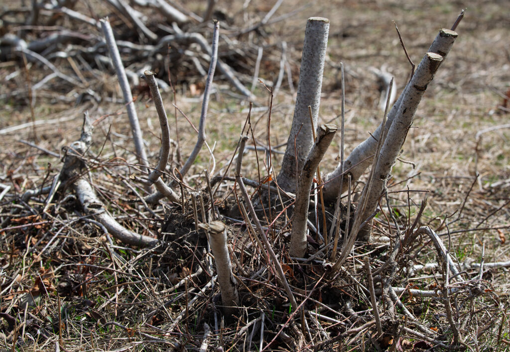 Multiflora rose roots cut down at Norman Bird Pollinator Meadow