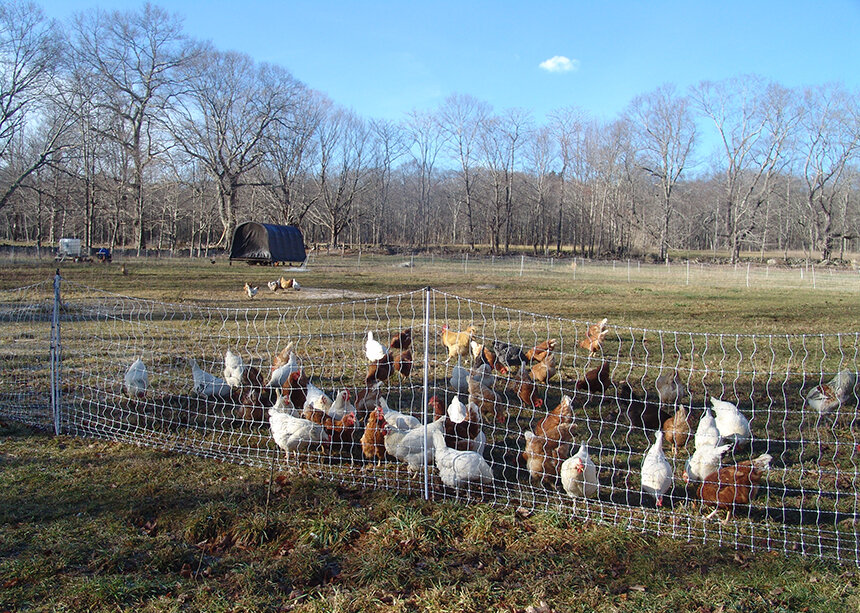 Chickens in outdoor pen