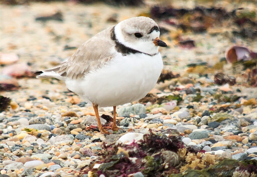 Regional Piping Plover Recovery Efforts Breed Success - ecoRI News