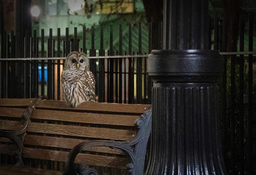 Providence owl