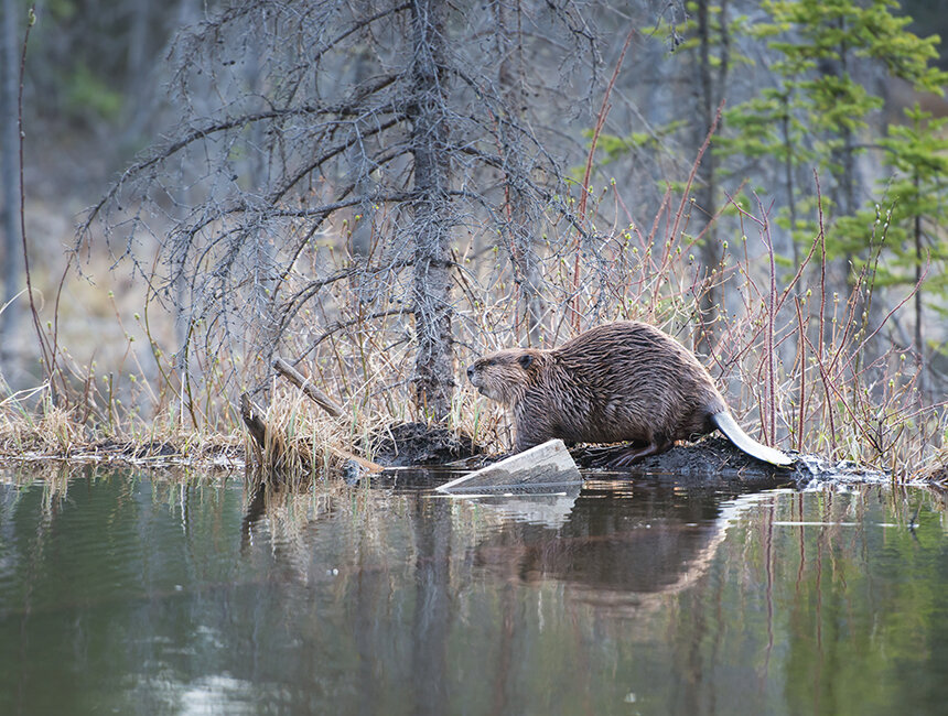 Beaver, iStockphoto