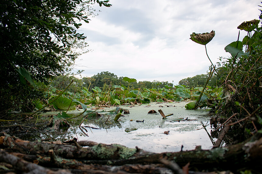 a pond during summer time with lotuses around the edge