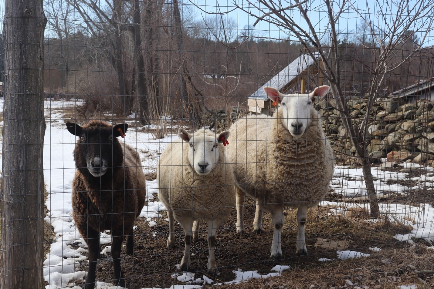 sheep standing behind a fence