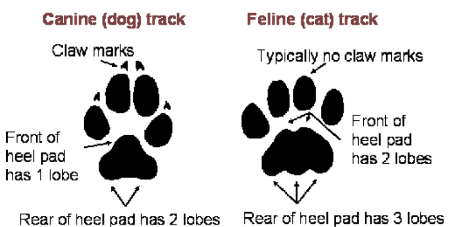 Canine перевод. Fox vs Dog Paw Print. Cat Paws перевод. Памятка March, Paws. Paw Killers перевод.