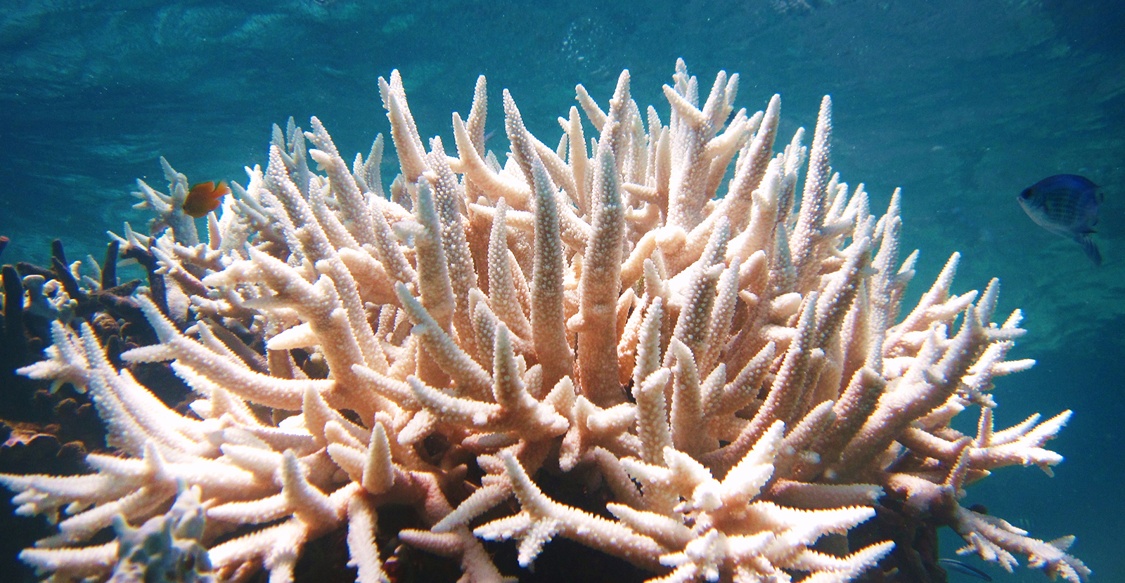 Coral bleaching