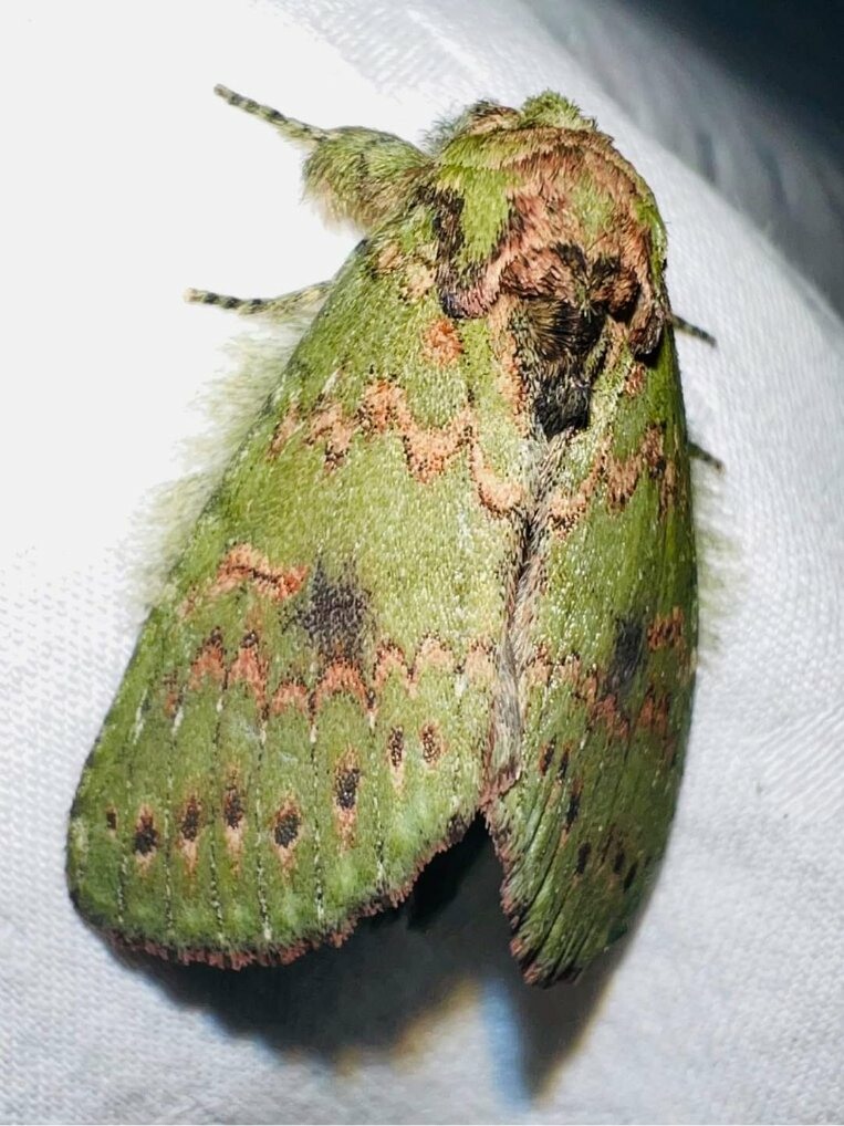 green wavy-lined moth