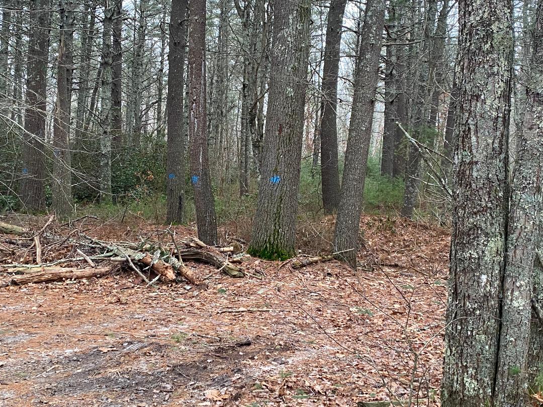 trees marked with blue paint