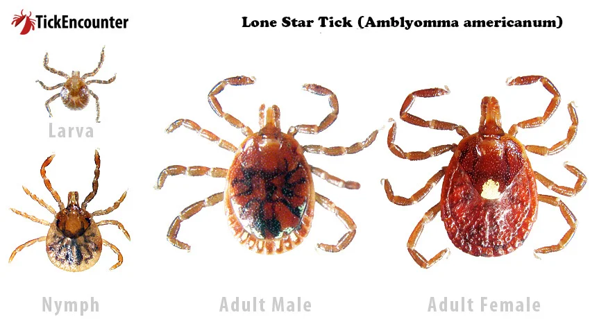 four life stages of lone star tick
