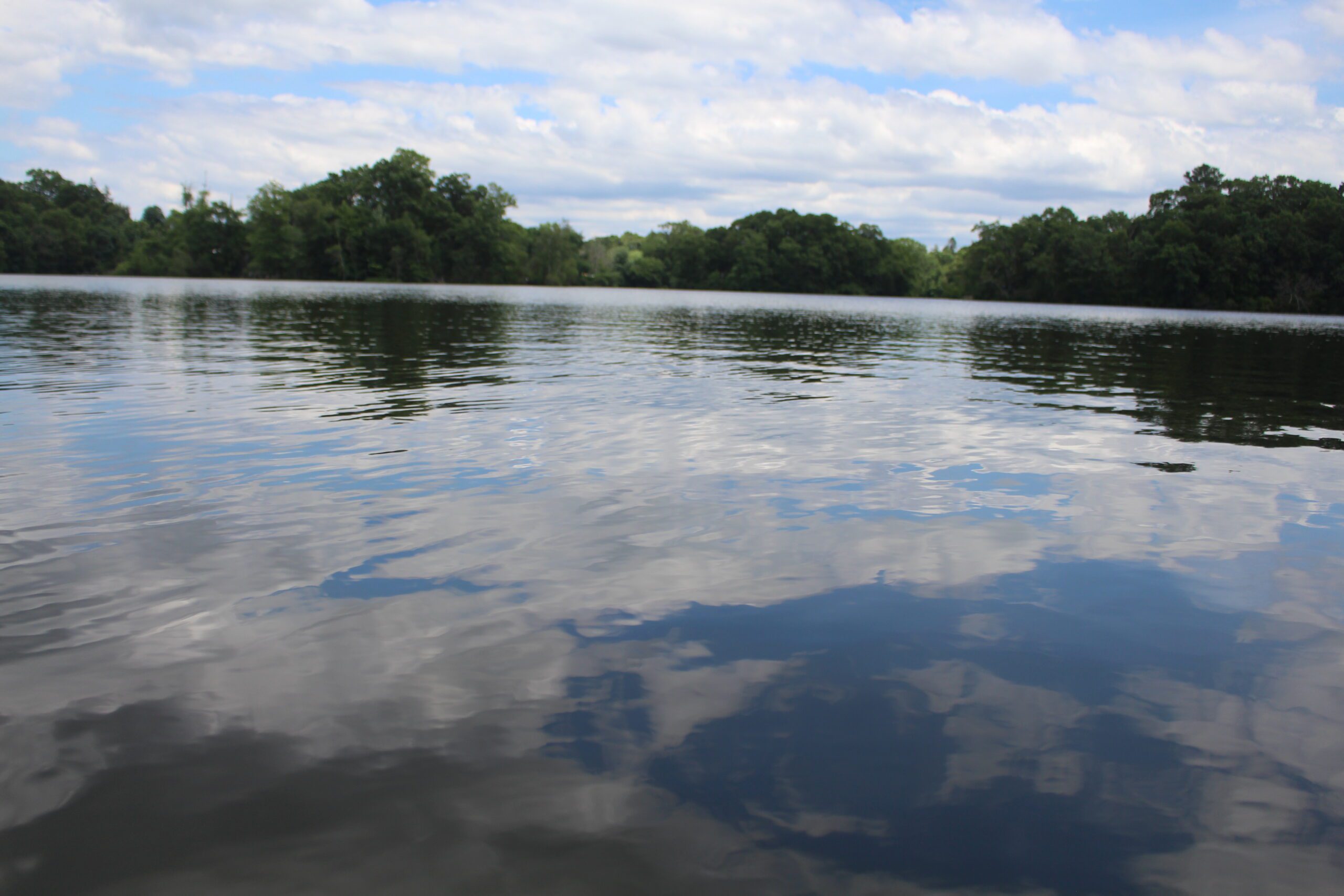 Rewilding Roger Williams: How Did Fish Get into the Park's Ponds ...