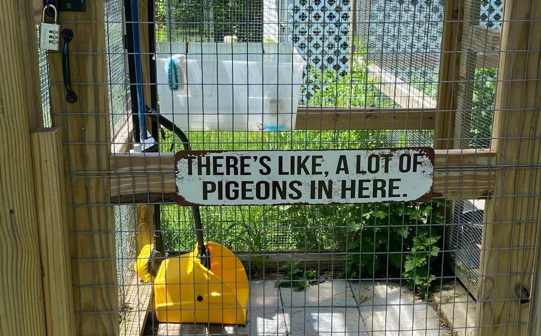 pigeon sign