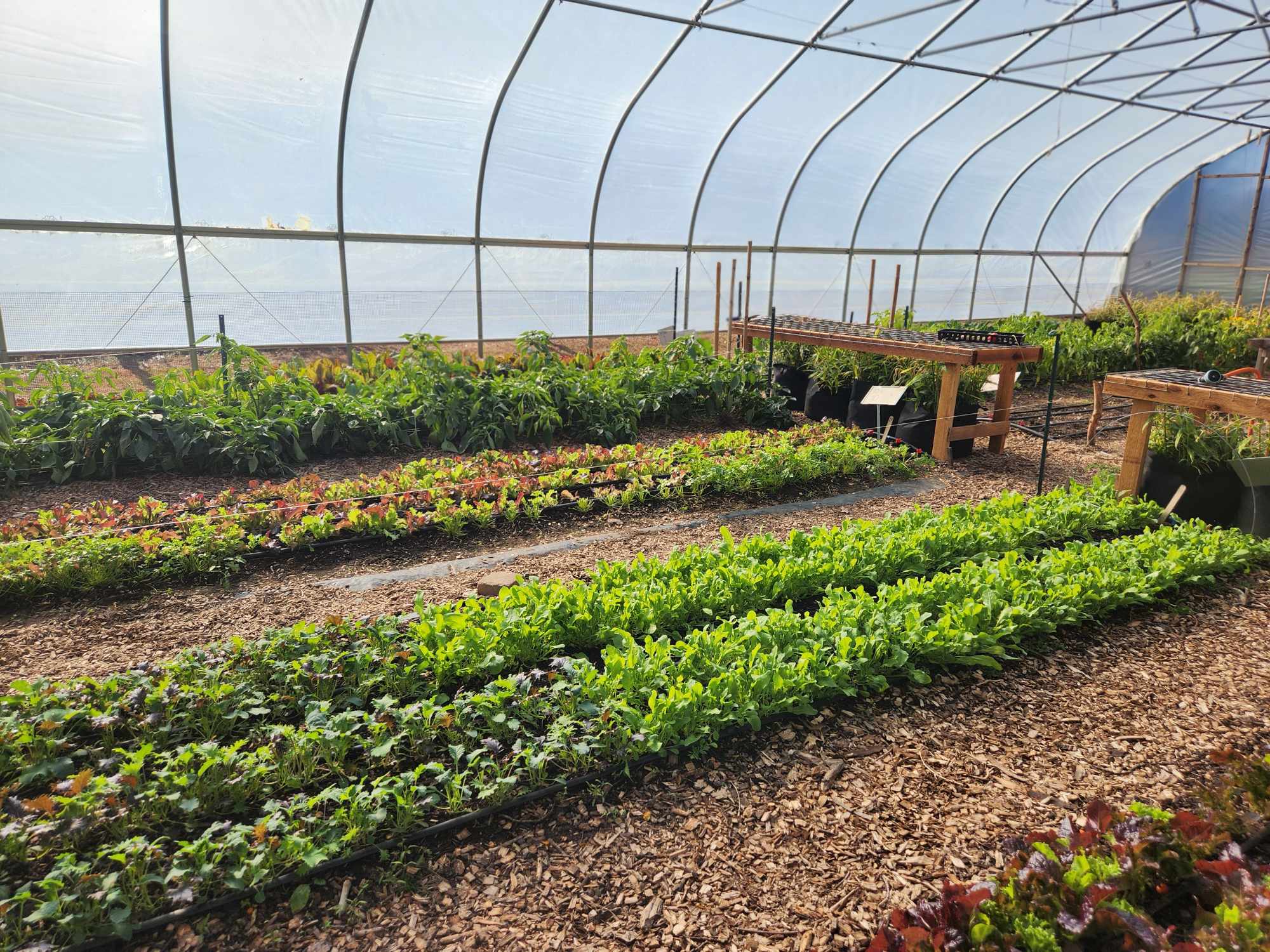 Charlestown-greenhouse image