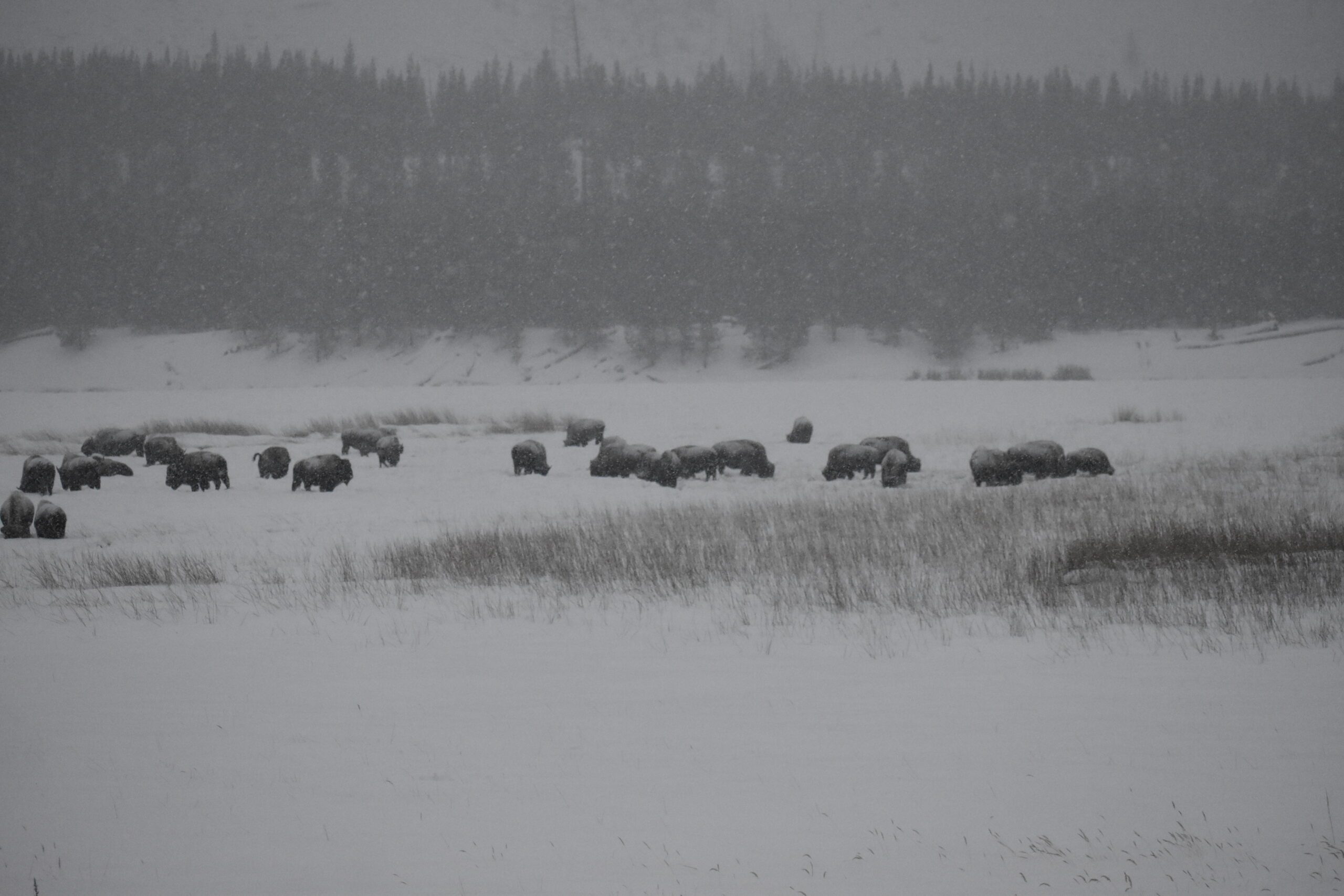 bison in snow