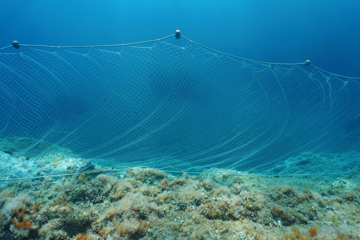 gill net underwater