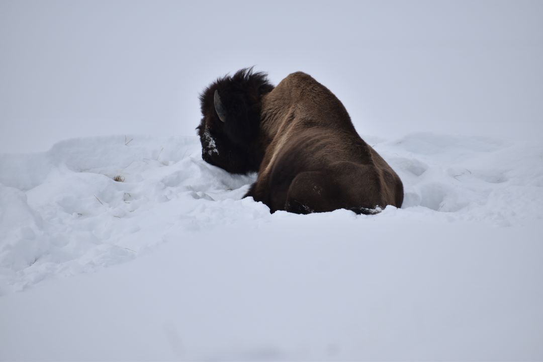 bison resting in snow