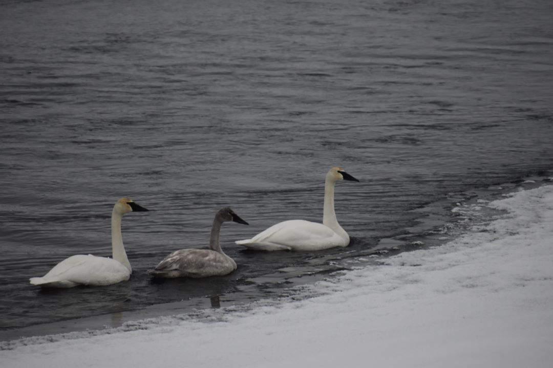 swans