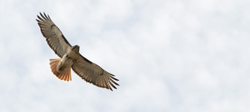Red Tail Hawk below