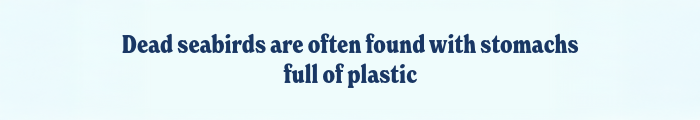 Dead seabirds are often found with stomachs full of plastic
