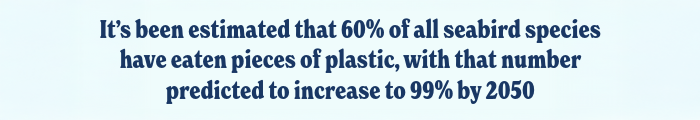 60% of all seabird species have eaten pieces of plastic, with that number predicted to increase to 99% by 2050