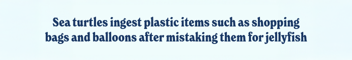 Sea turtles ingest plastic items such as shopping bags and balloons after mistaking them for jellyfish